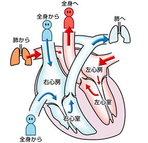 心脏瓣膜