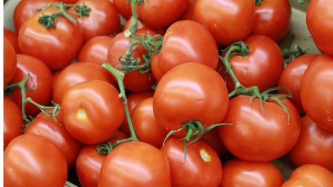 出国看病：食用西红柿或可减少脂肪肝、癌症等疾病的发病率