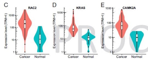 在癌症样本中较常检测到表达上调的exRNA来自RAC2、KRAS、CAMK2A基因