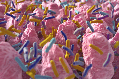 肠道微生物组