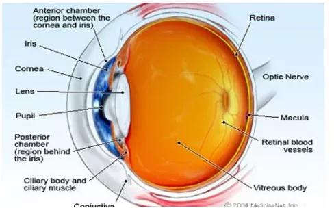 眼脉络膜炎治疗方法