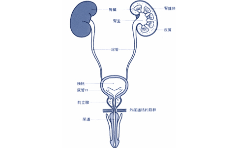 输尿管癌治疗医院