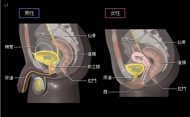 日本治疗膀胱癌方法