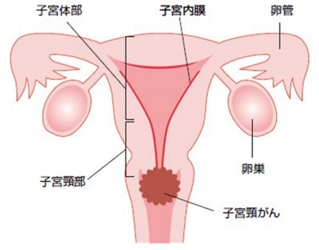 宫颈位置图