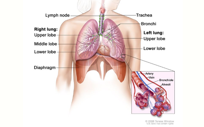 小细胞肺癌治疗药物汇总