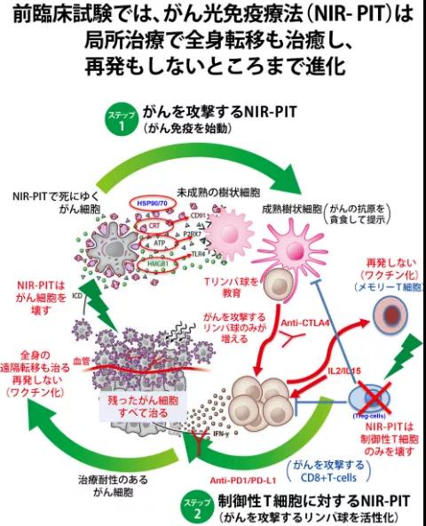 日本光免疫治疗