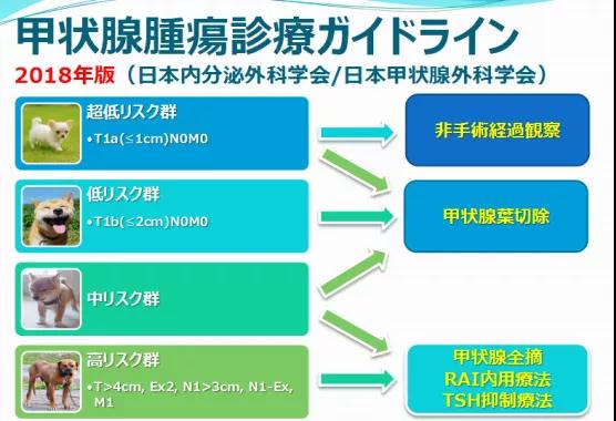 日本甲状腺肿瘤诊疗指南