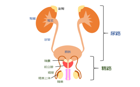 日本肾癌治疗专家,日本肾癌手术专家,日本手术治疗肾癌