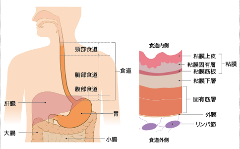 食道癌就医动态,食道癌治疗医院,食道癌医院