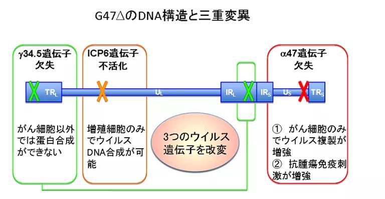 脑胶质瘤溶瘤病毒治疗