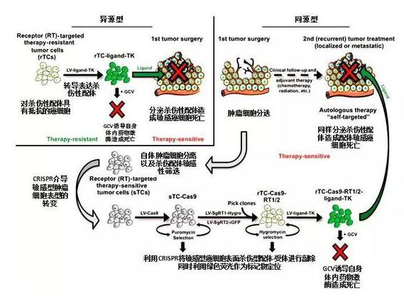 美国治疗癌症、