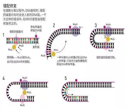 癌症可以遗传