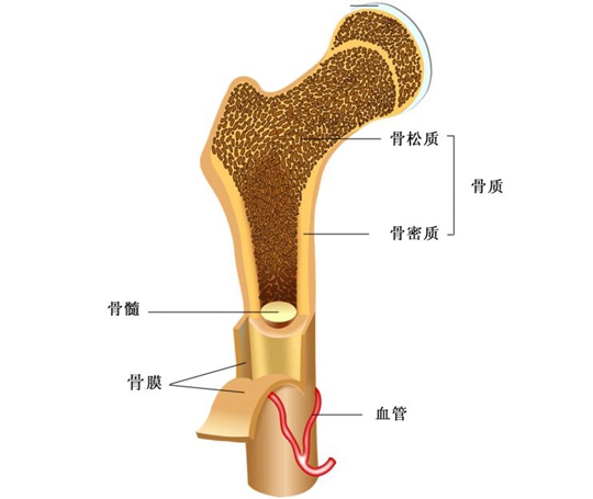 日本骨肉瘤的治疗方法