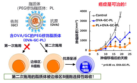 日本德岛大学开发出新型癌症疫苗，已为小鼠病愈癌症
