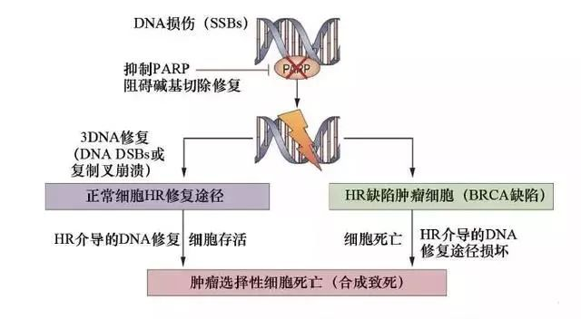 美国治疗乳腺癌