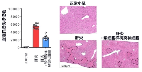 儿童肝功能_儿童肝功能不好的症状_儿童肝功能有问题有什么症状