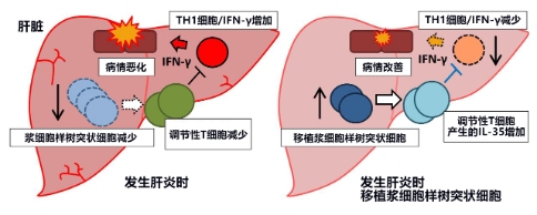 日本发现控制急性肝衰竭的新型免疫细胞，有望开发新治疗方法