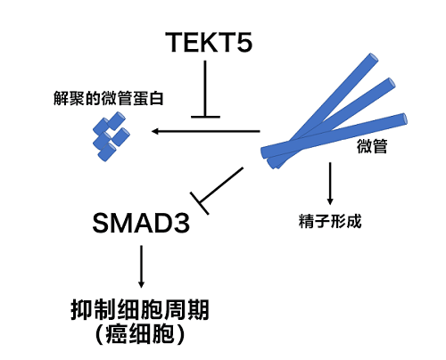 日本东北大查明精子与癌细胞的意外联系