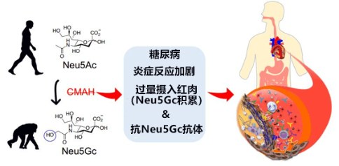 人类在进化过程中失去的基因导致动脉硬化