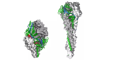 F蛋白的两种不同构象