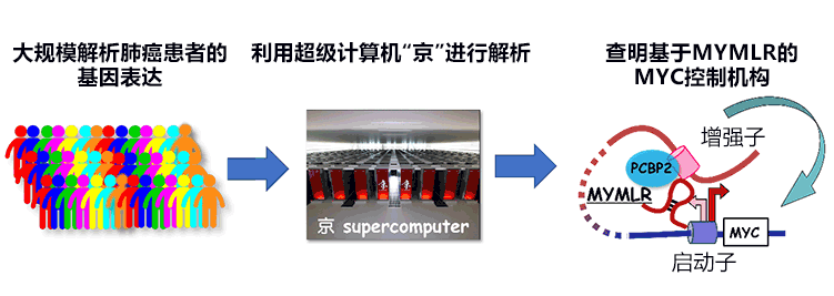 利用超算发现与肺癌繁殖有关的新RNA，有望开发出新的靶向药