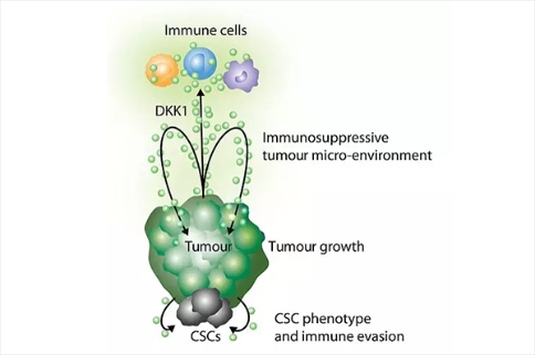 DKK1可促进肿瘤生长