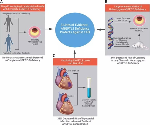 抑制ANGPTL3有助于防止心血管疾病