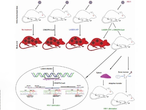 初次在活动物的基因组中消除了可复制的HIV-1 DNA