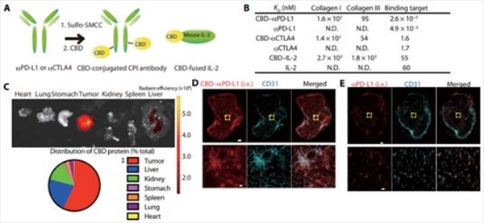 免疫检查点抑制剂(CPI)---抗CTLA4抗体(αCTLA4)+抗PD-L1抗体(αPD-L1)---和细胞因子IL-2靶向肿瘤，从而在局部发挥作用