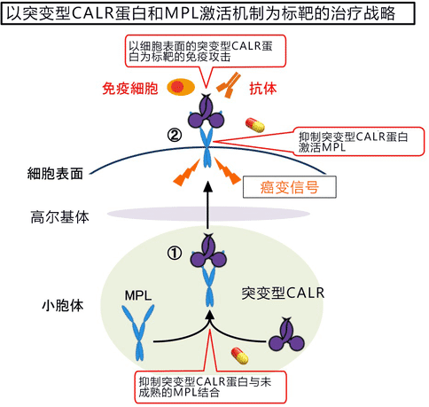 日本研究人员发现骨髓增殖性肿瘤的癌变机制，新治疗方法有望出现！