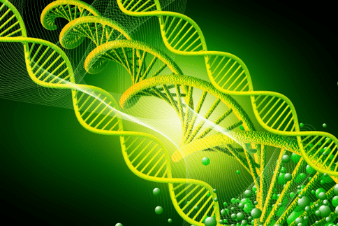 DNA修复蛋白的突变形式可能有助于阐明其在预防癌症方面的作用