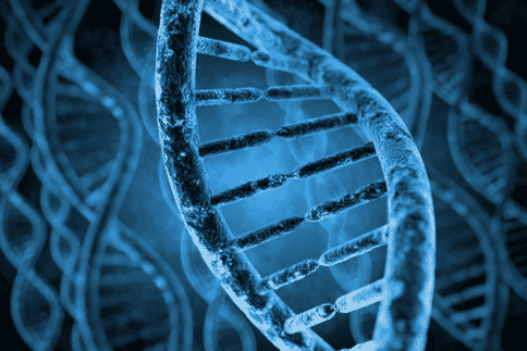 DNA修复蛋白的突变形式可能有助于阐明其在预防癌症方面的作用