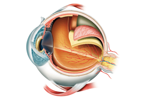视网膜母细胞瘤治疗