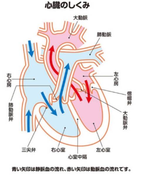 主动脉瓣左冠瓣图片