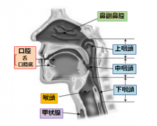 头颈癌,头颈癌治疗,日本癌研有明医院