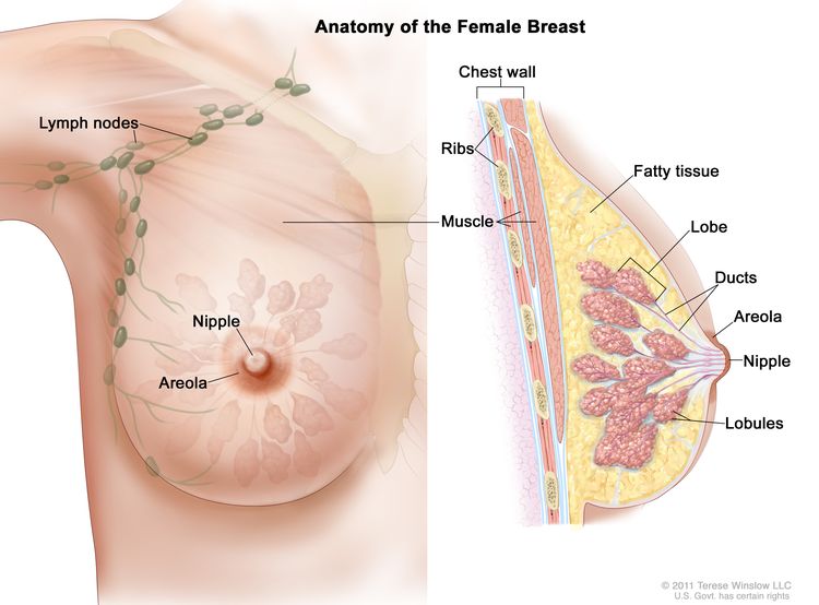 女性乳房剖面图