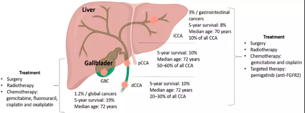 胆管癌靶向药物治疗
